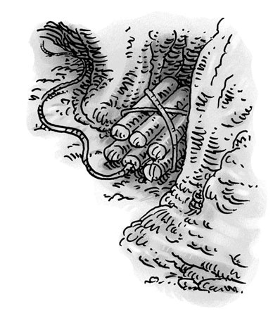 Иллюстрация к книге — Возвращение на остров Ним [i_036.jpg]