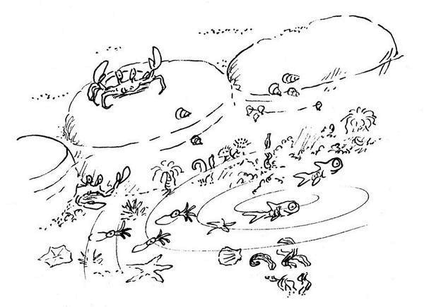 Иллюстрация к книге — Ним и море [i_003.jpg]