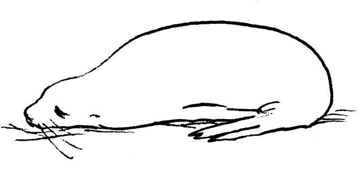 Иллюстрация к книге — Ним и море [i_020.jpg]