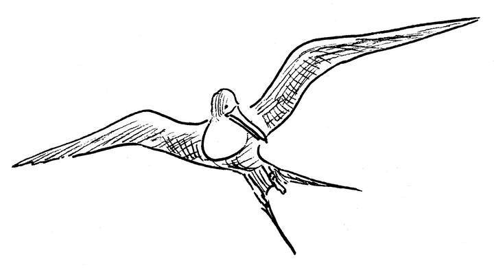 Иллюстрация к книге — Ним и море [i_034.jpg]