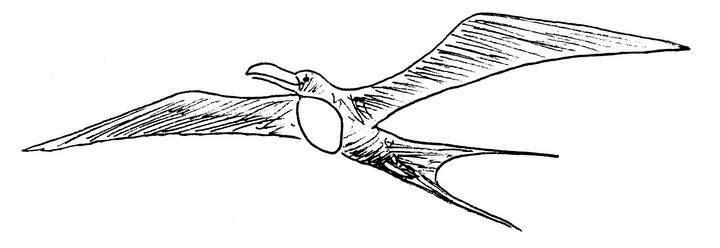 Иллюстрация к книге — Ним и море [i_078.jpg]