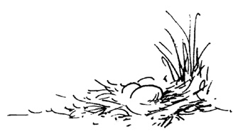 Иллюстрация к книге — Остров Ним [i_005.jpg]