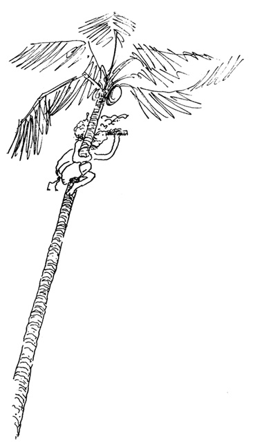 Иллюстрация к книге — Остров Ним [i_009.jpg]