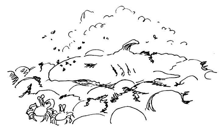 Иллюстрация к книге — Остров Ним [i_023.jpg]