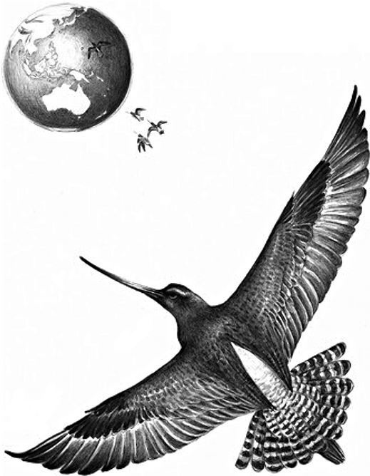 Иллюстрация к книге — Удивительный мир птиц [i_008.jpg]