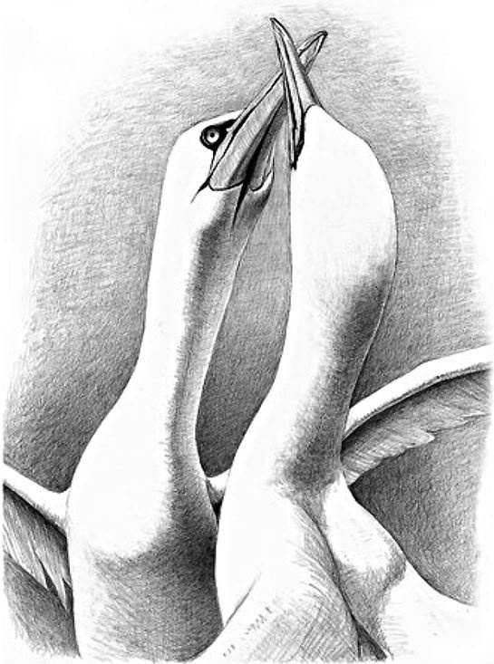 Иллюстрация к книге — Удивительный мир птиц [i_009.jpg]