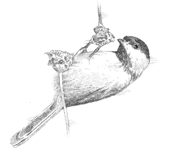 Иллюстрация к книге — Эти гениальные птицы [i_003.jpg]