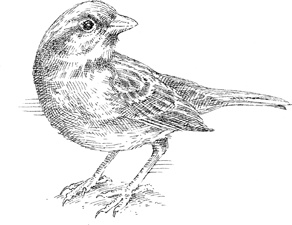 Иллюстрация к книге — Эти гениальные птицы [i_004.jpg]