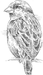 Иллюстрация к книге — Эти гениальные птицы [i_006.jpg]