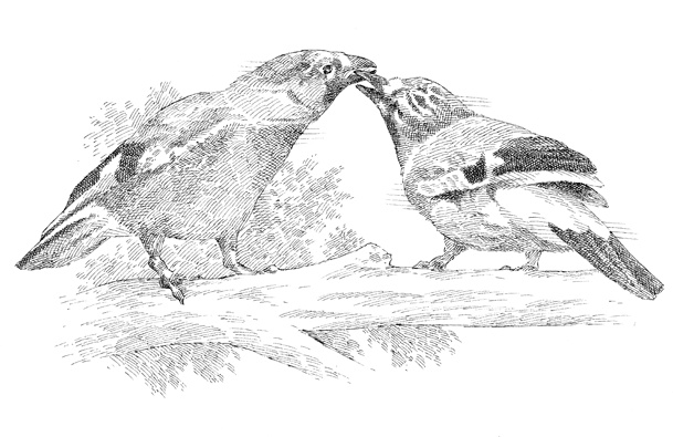 Иллюстрация к книге — Эти гениальные птицы [i_007.jpg]