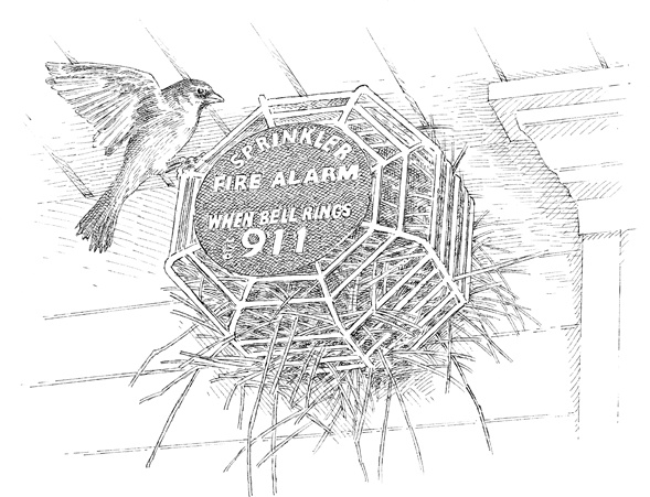 Иллюстрация к книге — Эти гениальные птицы [i_012.jpg]