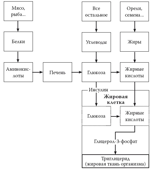 Иллюстрация к книге — Умные калории: как больше есть, меньше тренироваться, похудеть и жить лучше [i_025.jpg]