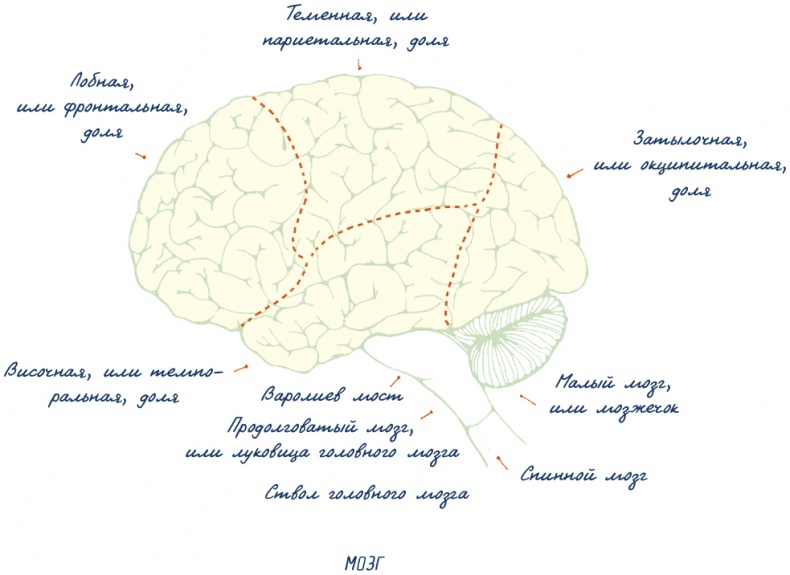 Иллюстрация к книге — В моей голове [i_006.jpg]