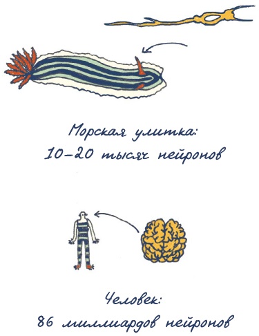 Иллюстрация к книге — В моей голове [i_036.jpg]