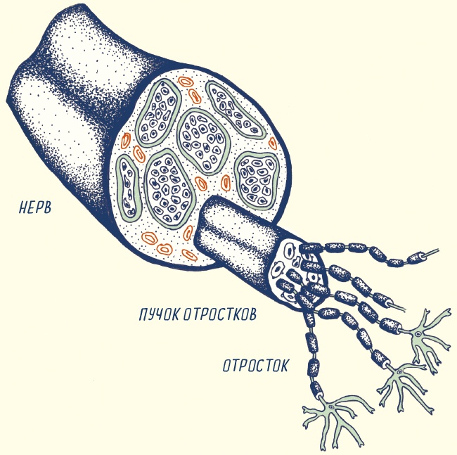 Иллюстрация к книге — В моей голове [i_041.jpg]