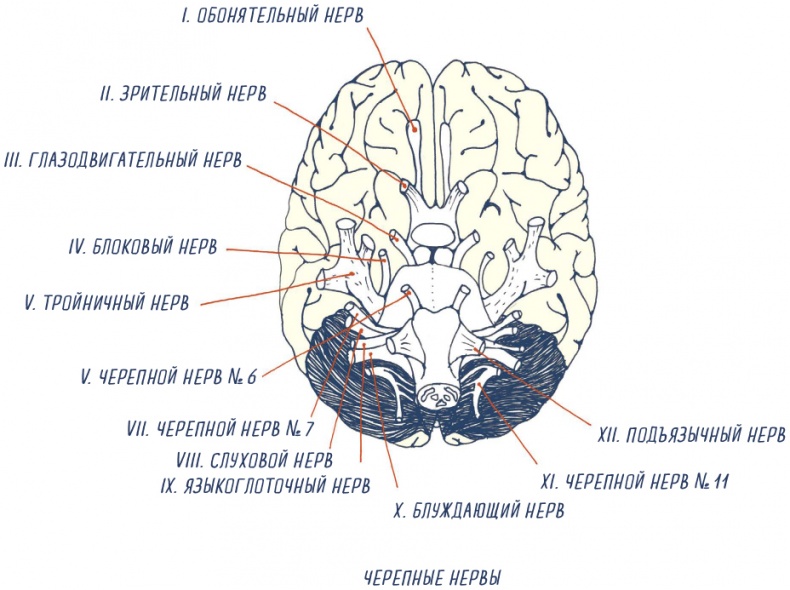 Иллюстрация к книге — В моей голове [i_043.jpg]