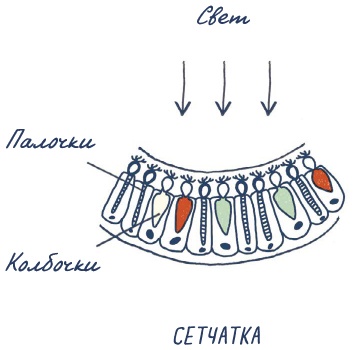 Иллюстрация к книге — В моей голове [i_049.jpg]