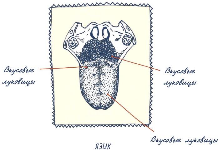 Иллюстрация к книге — В моей голове [i_055.jpg]
