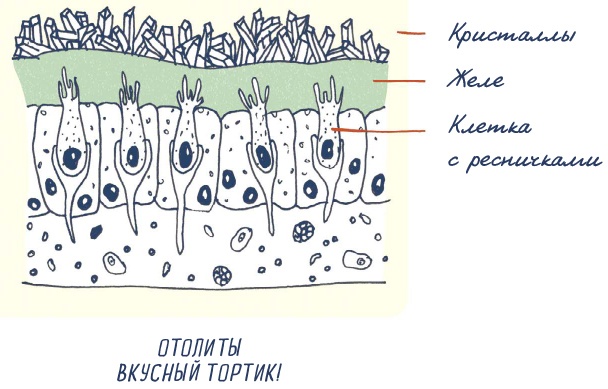 Иллюстрация к книге — В моей голове [i_061.jpg]