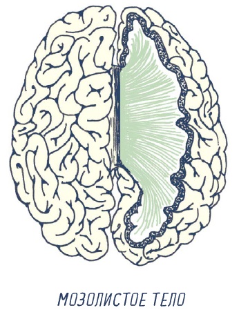 Иллюстрация к книге — В моей голове [i_095.jpg]