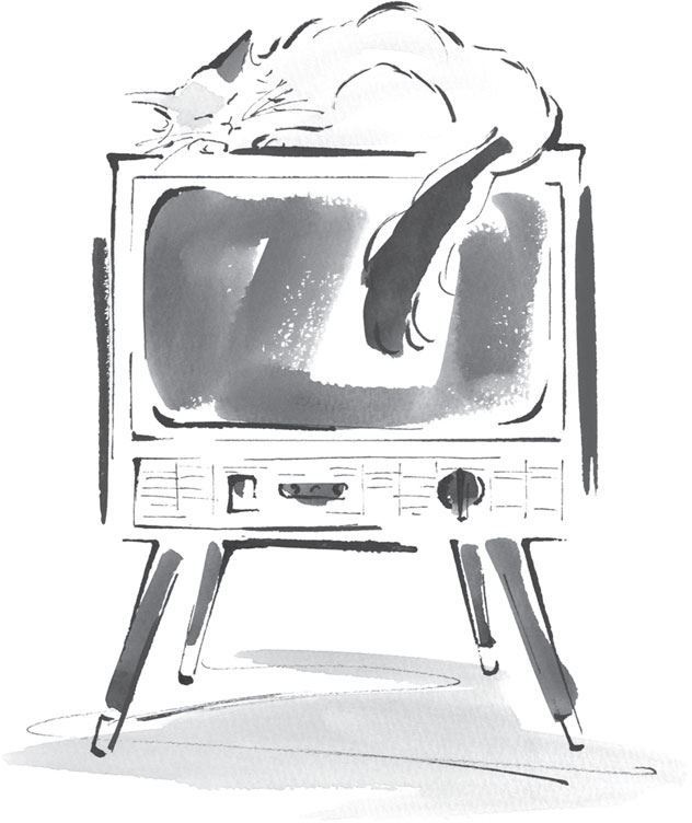 Иллюстрация к книге — Хроники странствующего кота [i_004.jpg]