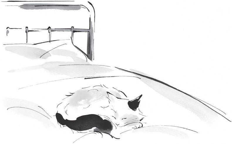 Иллюстрация к книге — Хроники странствующего кота [i_006.jpg]