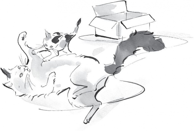 Иллюстрация к книге — Хроники странствующего кота [i_007.jpg]