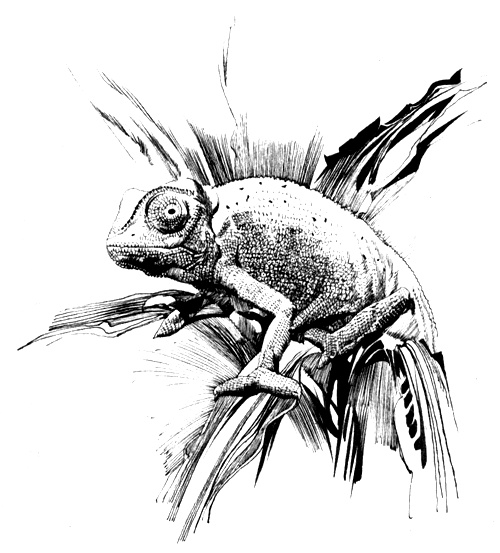 Иллюстрация к книге — Зоопарки [i_004.jpg]