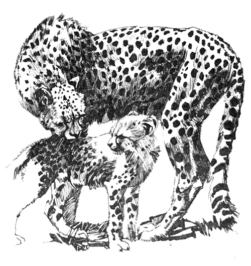 Иллюстрация к книге — Зоопарки [i_009.jpg]