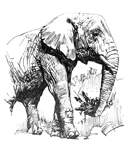 Иллюстрация к книге — Зоопарки [i_014.jpg]