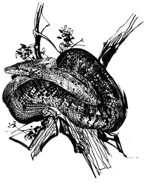 Иллюстрация к книге — Зоопарки [i_016.jpg]