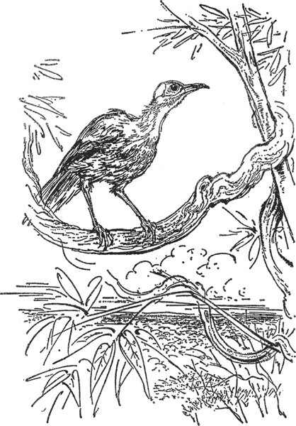 Иллюстрация к книге — Зоопарк в моем багаже [zooinmyluggage_013_imgx.jpg]