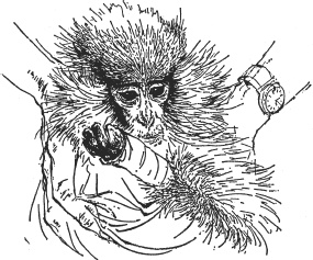 Иллюстрация к книге — Зоопарк в моем багаже [zooinmyluggage_023_imgx.jpg]