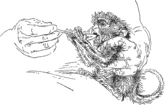 Иллюстрация к книге — Зоопарк в моем багаже [zooinmyluggage_024_imgx.jpg]