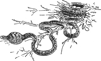 Иллюстрация к книге — Зоопарк в моем багаже [zooinmyluggage_028_imgx.jpg]