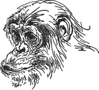 Иллюстрация к книге — Зоопарк в моем багаже [zooinmyluggage_033_imgx.jpg]