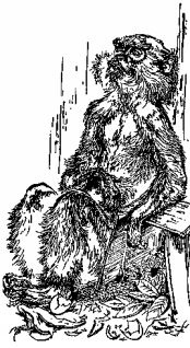 Иллюстрация к книге — Мясной рулет. Встречи с животными [pic_10.jpg]