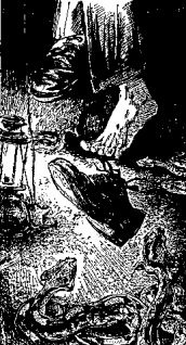 Иллюстрация к книге — Мясной рулет. Встречи с животными [pic_13.jpg]