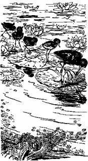 Иллюстрация к книге — Мясной рулет. Встречи с животными [pic_2.jpg]