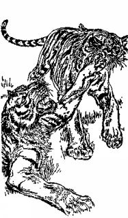 Иллюстрация к книге — Мясной рулет. Встречи с животными [pic_3.jpg]