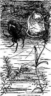 Иллюстрация к книге — Мясной рулет. Встречи с животными [pic_6.jpg]