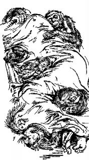 Иллюстрация к книге — Мясной рулет. Встречи с животными [pic_8.jpg]