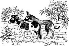 Иллюстрация к книге — Ослокрады [pic10.jpg]