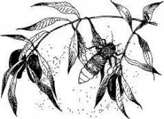 Иллюстрация к книге — Ослокрады [pic7.jpg]