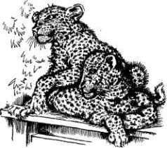 Иллюстрация к книге — Поймайте мне колобуса [pic14.jpg]