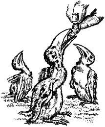 Иллюстрация к книге — Поймайте мне колобуса [pic17.jpg]