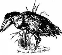 Иллюстрация к книге — Поймайте мне колобуса [pic26.jpg]