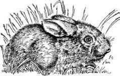 Иллюстрация к книге — Поймайте мне колобуса [pic28.jpg]