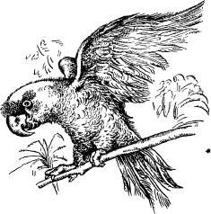 Иллюстрация к книге — Поймайте мне колобуса [pic29.jpg]