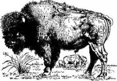 Иллюстрация к книге — Поймайте мне колобуса [pic30.jpg]